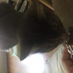 Quest Cereal Protein Bars