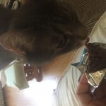 Quest Cereal Protein Bars