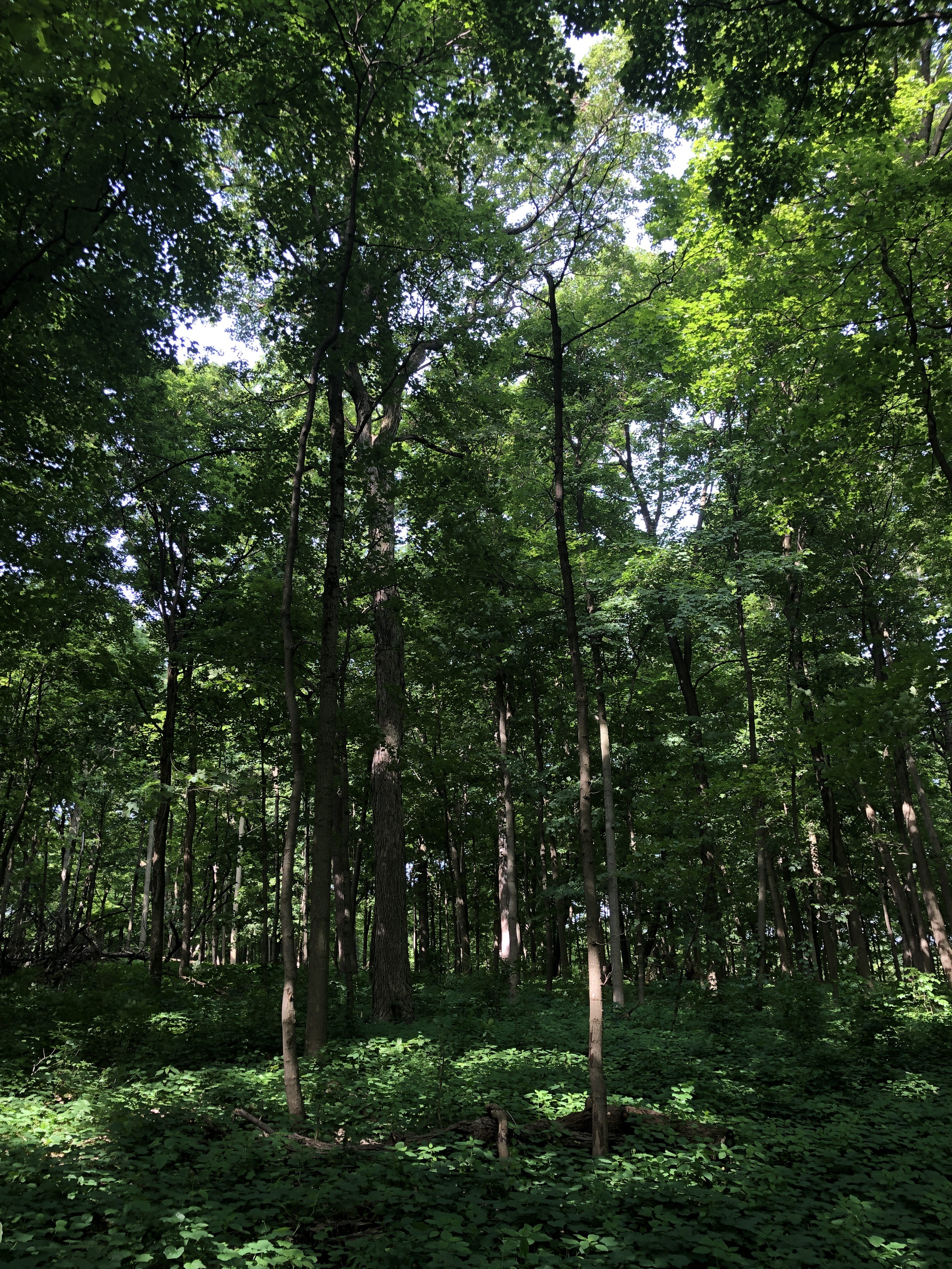 Morton Arboretum-13