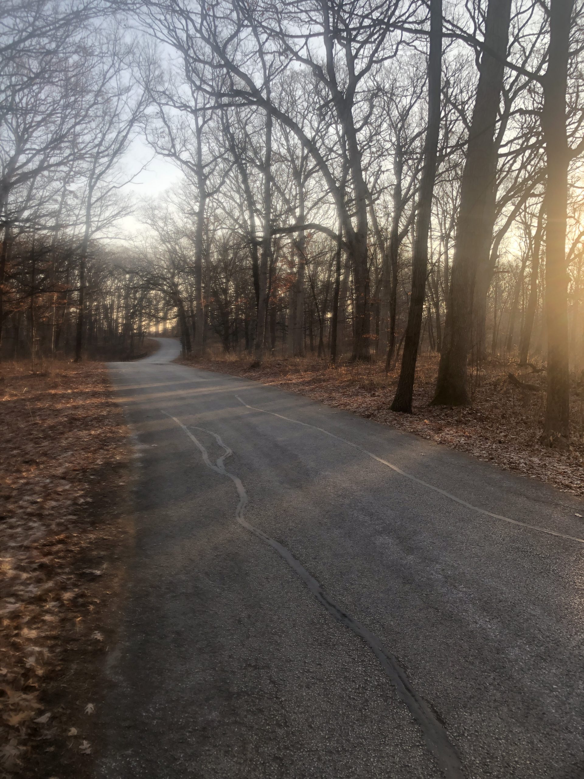 Morton Arboretum-14