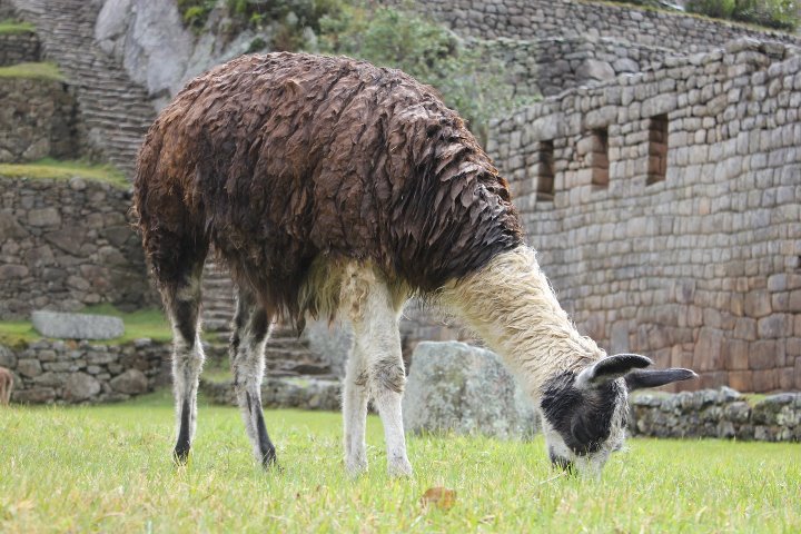 Machu-Picchu-6